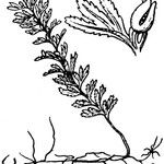 Hymenophyllum wilsonii Outro