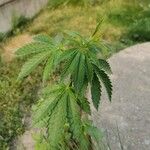 Cannabis sativa Folio