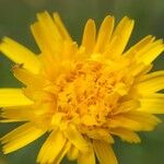 Hypochaeris radicata Blüte