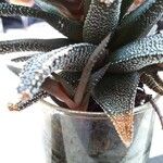 Haworthia attenuata পাতা