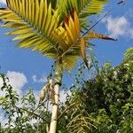 Chambeyronia macrocarpa Blad