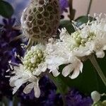 Scabiosa ochroleuca花