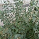 Cotoneaster acutifolius Leaf