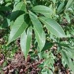 Quercus myrsinifolia Leaf