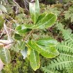 Laurus novocanariensis Лист