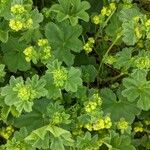 Alchemilla subcrenata Feuille