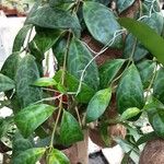 Aeschynanthus longicaulis Leaf