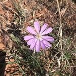 Lygodesmia grandiflora Flor