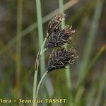 Carex atrofusca Fruit