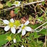 Saxifraga hypnoides Fula