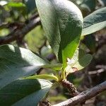 Ximenia caffra Fruit