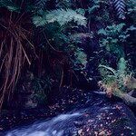 Culcita macrocarpa 形態