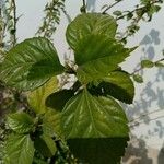 Hibiscus rosa-sinensis Leaf