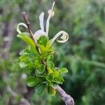 Turraea mombassana Φύλλο