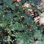 Jacaranda puberula Hoja