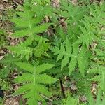 Polymnia canadensis Leaf