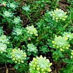 Alyssum alyssoides Květ