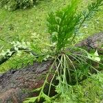 Asplenium theciferum Leaf