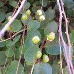 Capparis spinosa 叶