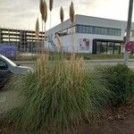 Cortaderia selloana Habit