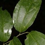 Celtis iguanaea 葉