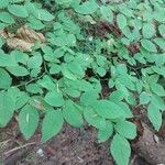 Vaccinium parvifolium Leht