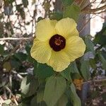 Hibiscus ovalifolius Квітка