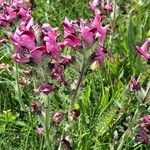 Pedicularis cenisia Flower