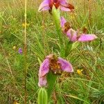 Ophrys apifera Kvet