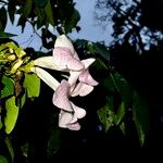 Cydista aequinoctialis Flor