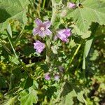 Malva multifloraBlomma