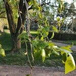 Populus balsamifera Yaprak