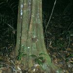 Emmotum fagifolium Kéreg