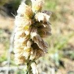 Pterocaulon alopecuroides Flower