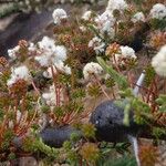 Vachellia drepanolobium Flor