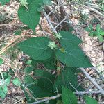 Matelea reticulata Plante entière