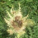 Cirsium spinosissimum Fruit