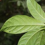Coccoloba porphyrostachys Leaf