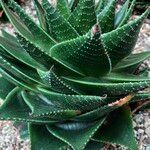 Aristaloe aristata cv. 'Cosmo' Агульны выгляд