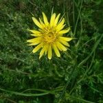 Tragopogon dubius 花