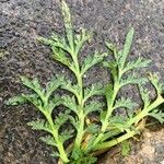 Lepidium coronopus Leaf