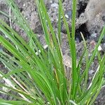 Allium cyaneum Habitus