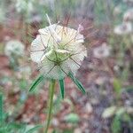 Lomelosia stellata Mbuma