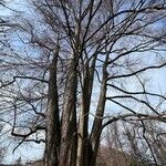 Cercidiphyllum japonicum Habit