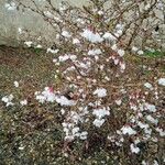 Prunus incisa Bloem