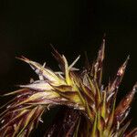 Carex riparia 花