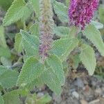 Teucrium hircanicum Habit