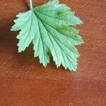 Pelargonium graveolens Leaf