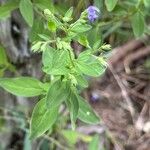 Trichostema dichotomum Hoja