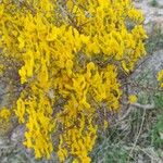 Cytisus galianoi Flower